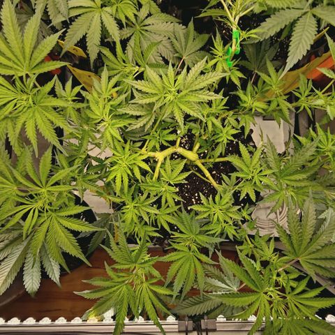 Hella Jelly #1 growlog timeline photo