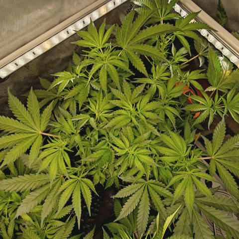 Hella Jelly #1 growlog timeline photo