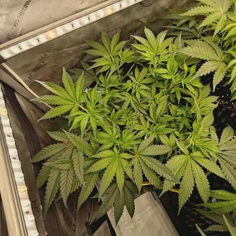 Hella Jelly #1 growlog timeline photo