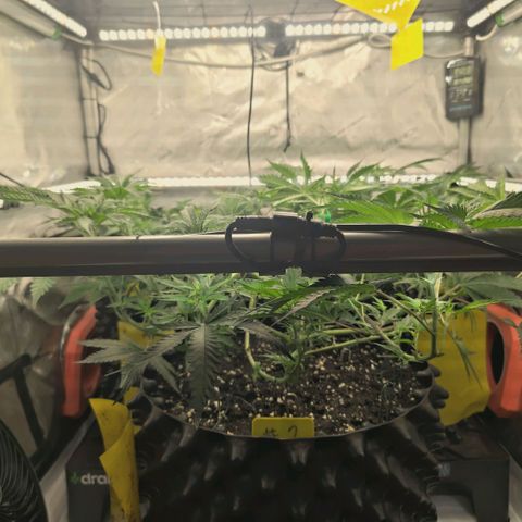 Hella Jelly #1 growlog timeline photo