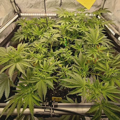 Hella Jelly #1 growlog timeline photo