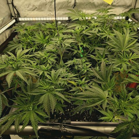 Hella Jelly #1 growlog timeline photo