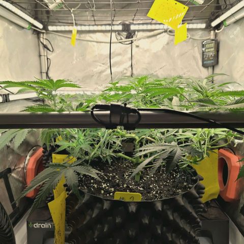 Hella Jelly #1 growlog timeline photo