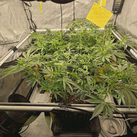 Hella Jelly #1 growlog timeline photo