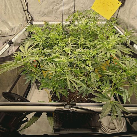 Hella Jelly #1 growlog timeline photo