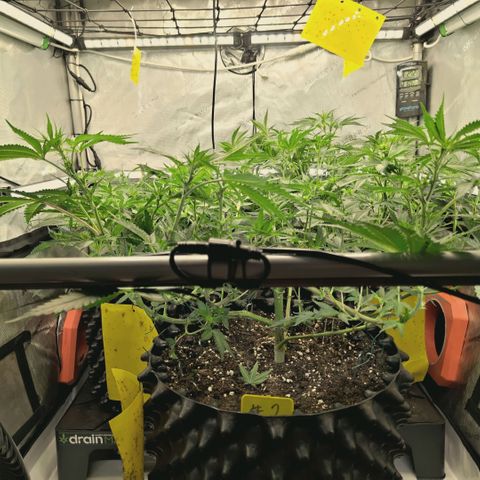 Hella Jelly #1 growlog timeline photo