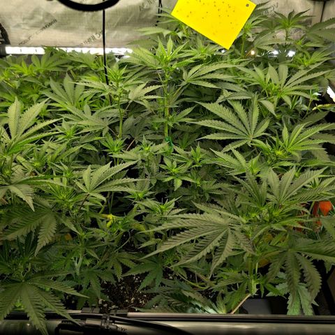 Hella Jelly #1 growlog timeline photo