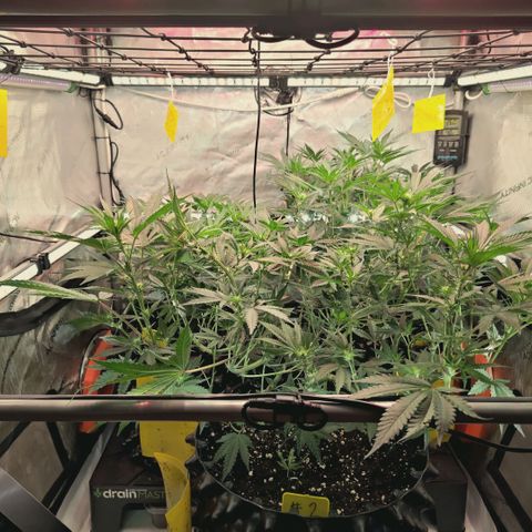 Hella Jelly #1 growlog timeline photo