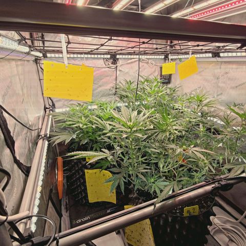 Hella Jelly #1 growlog timeline photo