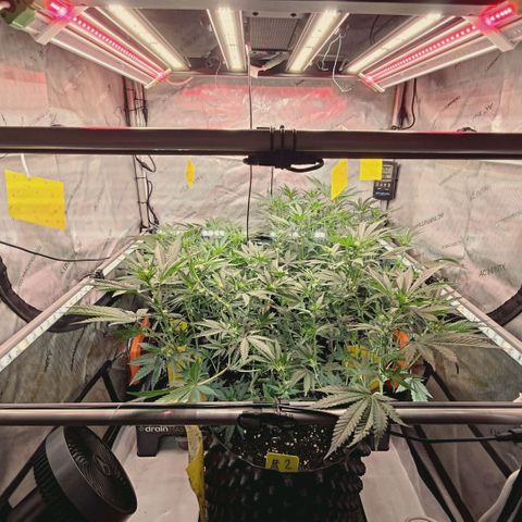 Hella Jelly #1 growlog timeline photo