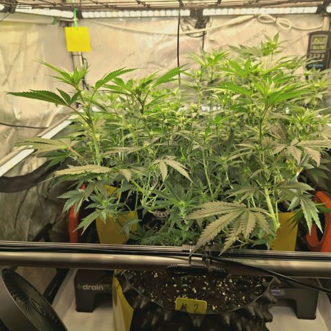 Hella Jelly #1 growlog timeline photo