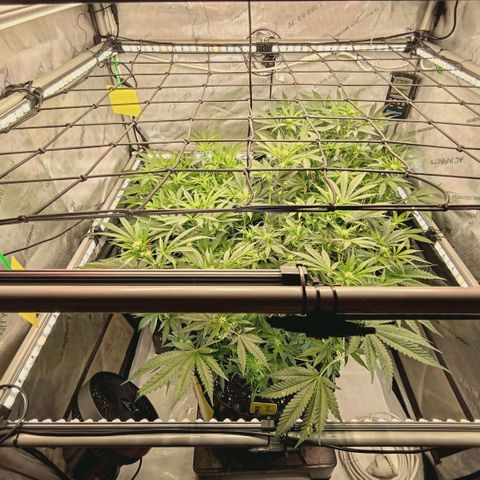 Hella Jelly #1 growlog timeline photo