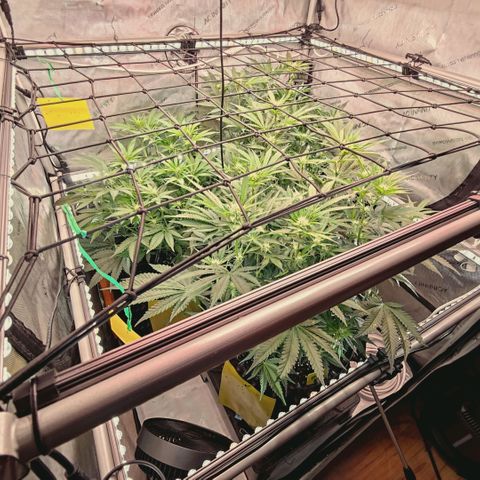 Hella Jelly #1 growlog timeline photo