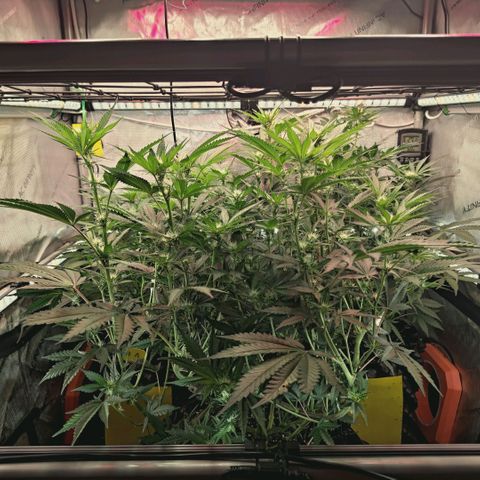 Hella Jelly #1 growlog timeline photo