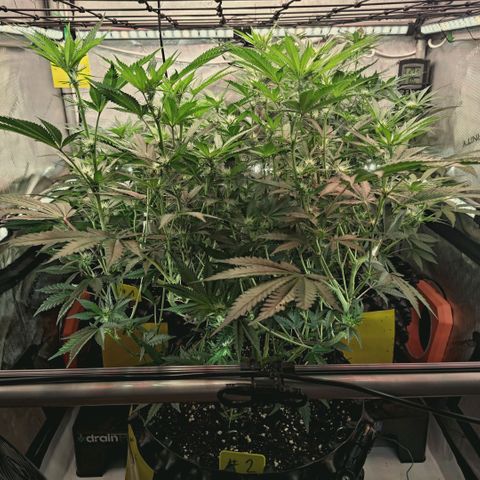 Hella Jelly #1 growlog timeline photo