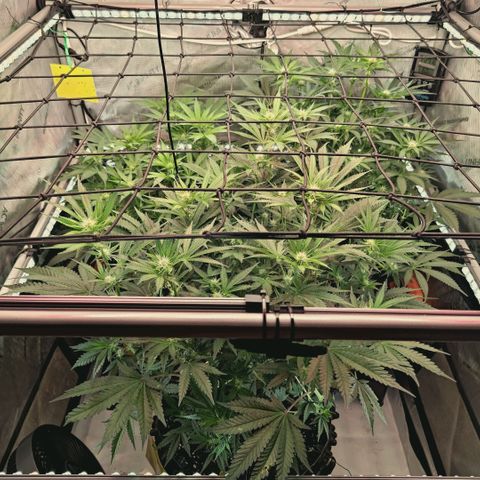 Hella Jelly #1 growlog timeline photo