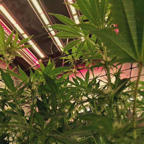 Hella Jelly #1 growlog timeline photo