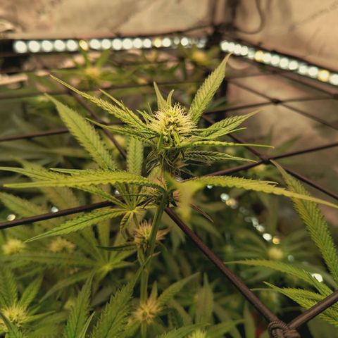 Hella Jelly #1 growlog timeline photo