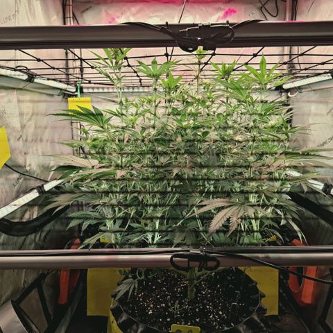 Hella Jelly #1 growlog timeline photo