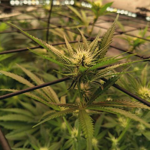Hella Jelly #1 growlog timeline photo