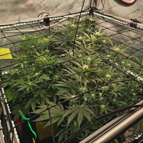Hella Jelly #1 growlog timeline photo
