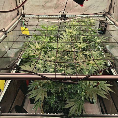 Hella Jelly #1 growlog timeline photo
