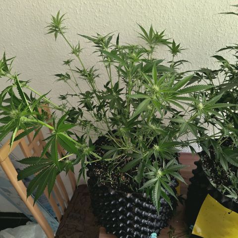 Hella Jelly #1 growlog timeline photo