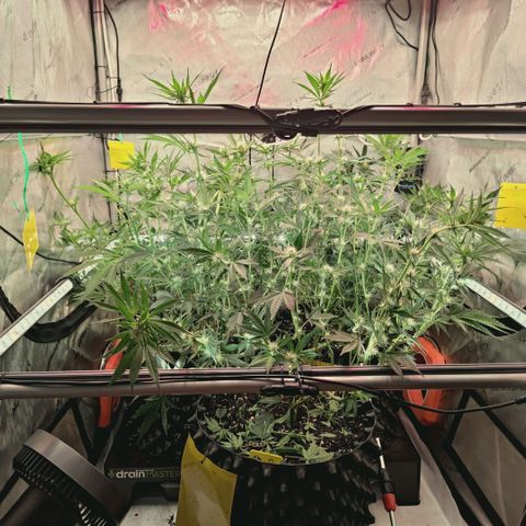 Hella Jelly #1 growlog timeline photo