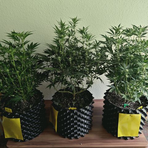 Hella Jelly #1 growlog timeline photo