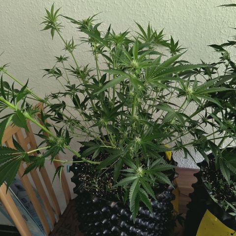 Hella Jelly #1 growlog timeline photo