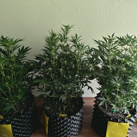 Hella Jelly #1 growlog timeline photo