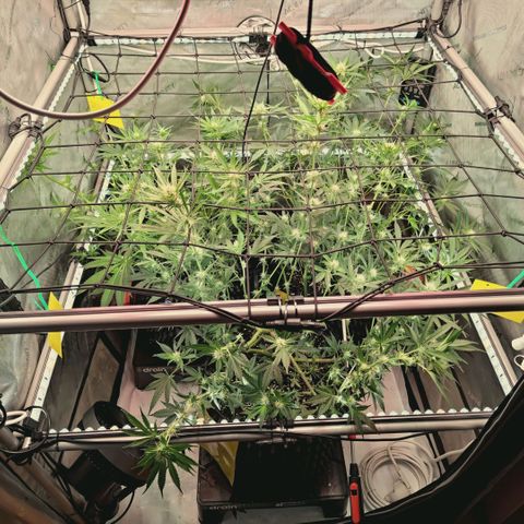 Hella Jelly #1 growlog timeline photo