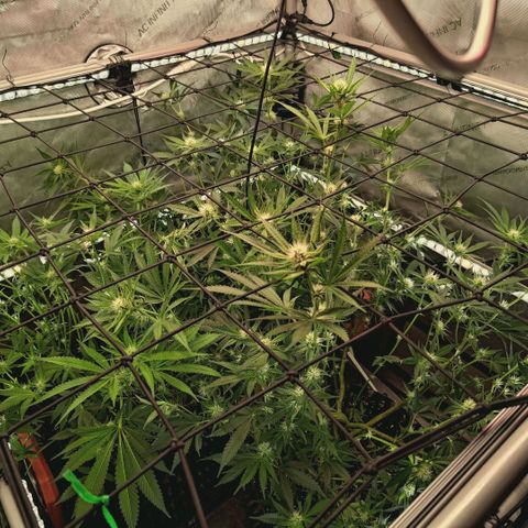 Hella Jelly #1 growlog timeline photo