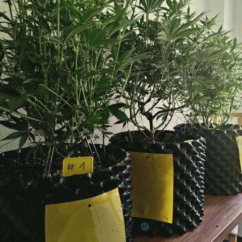 Hella Jelly #1 growlog timeline photo