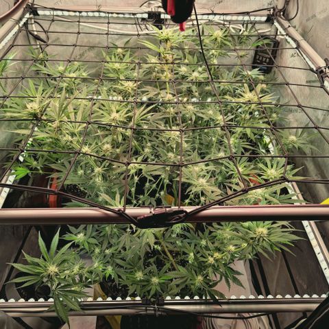 Hella Jelly #1 growlog timeline photo