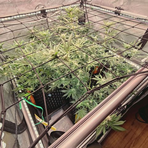 Hella Jelly #1 growlog timeline photo