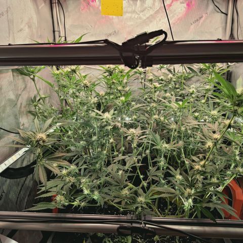 Hella Jelly #1 growlog timeline photo