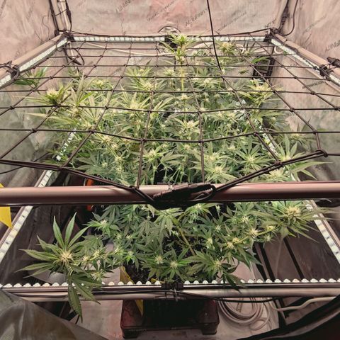 Hella Jelly #1 growlog timeline photo