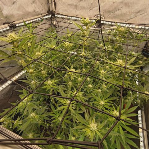 Hella Jelly #1 growlog timeline photo