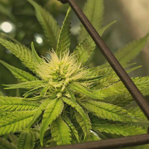 Hella Jelly #1 growlog timeline photo