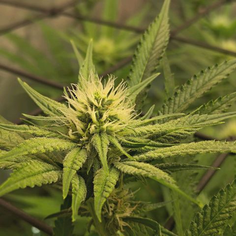Hella Jelly #1 growlog timeline photo