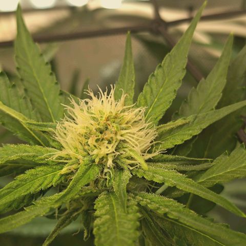 Hella Jelly #1 growlog timeline photo