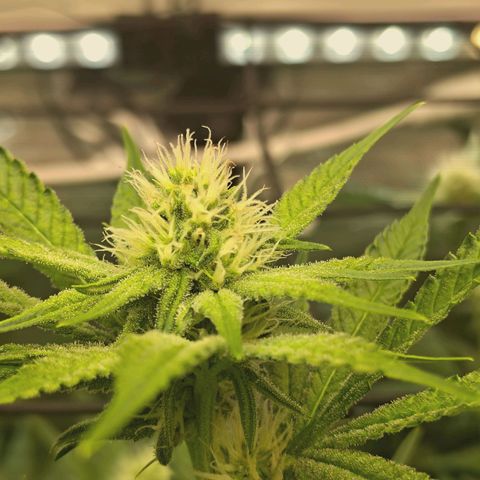 Hella Jelly #1 growlog timeline photo
