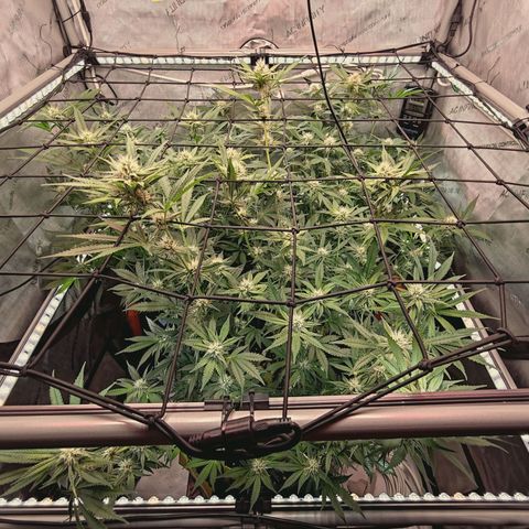 Hella Jelly #1 growlog timeline photo