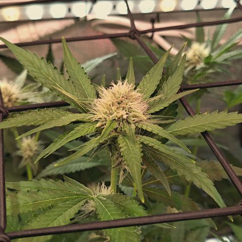 Hella Jelly #1 growlog timeline photo