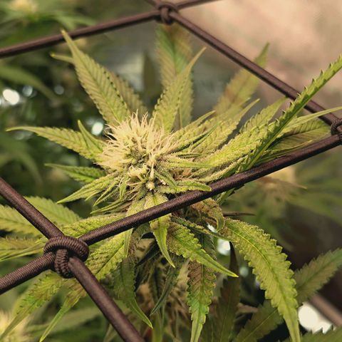 Hella Jelly #1 growlog timeline photo