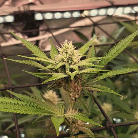 Hella Jelly #1 growlog timeline photo