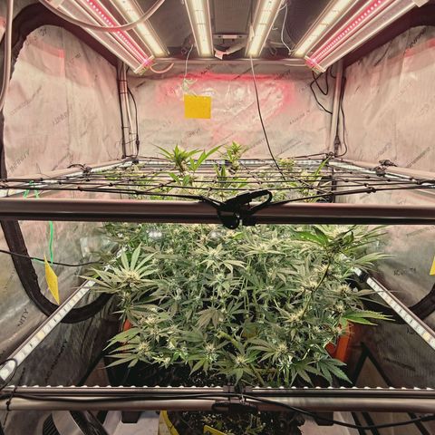 Hella Jelly #1 growlog timeline photo