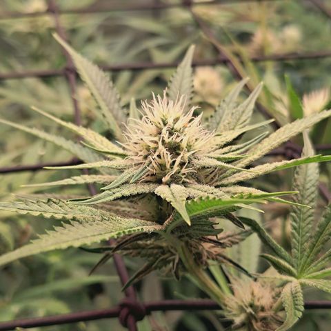 Hella Jelly #1 growlog timeline photo