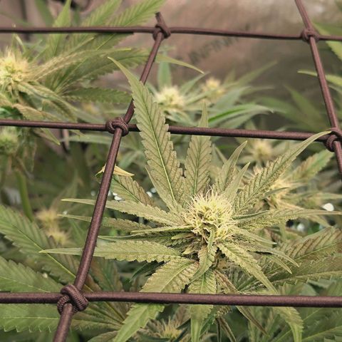 Hella Jelly #1 growlog timeline photo